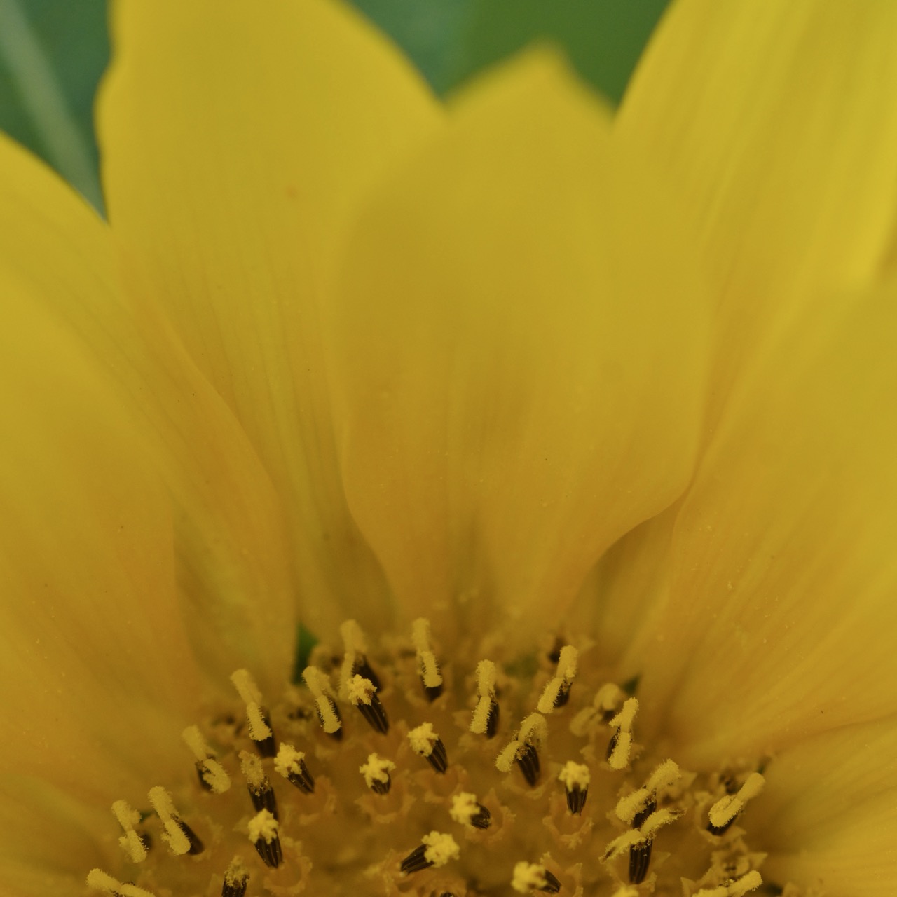 Macro detail of sunflower centre, stamens and yellow petals, Malta 2025