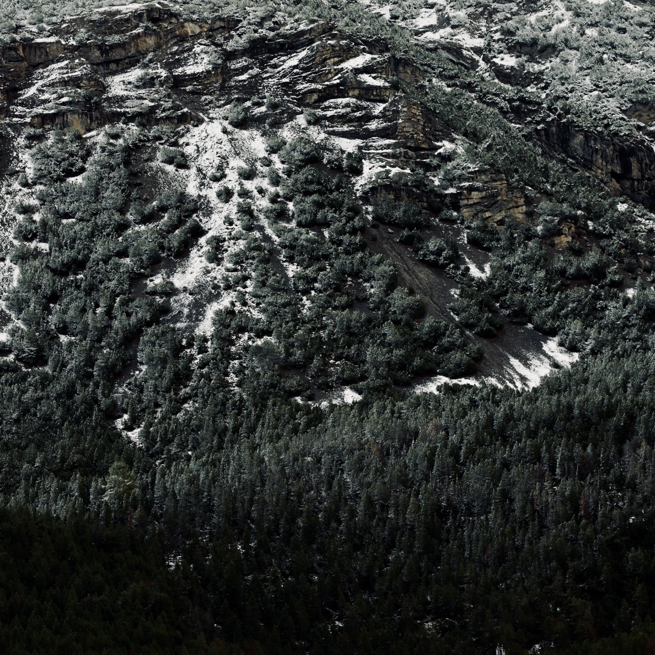 Alpine forests, Dolomites, 2024, digital photography