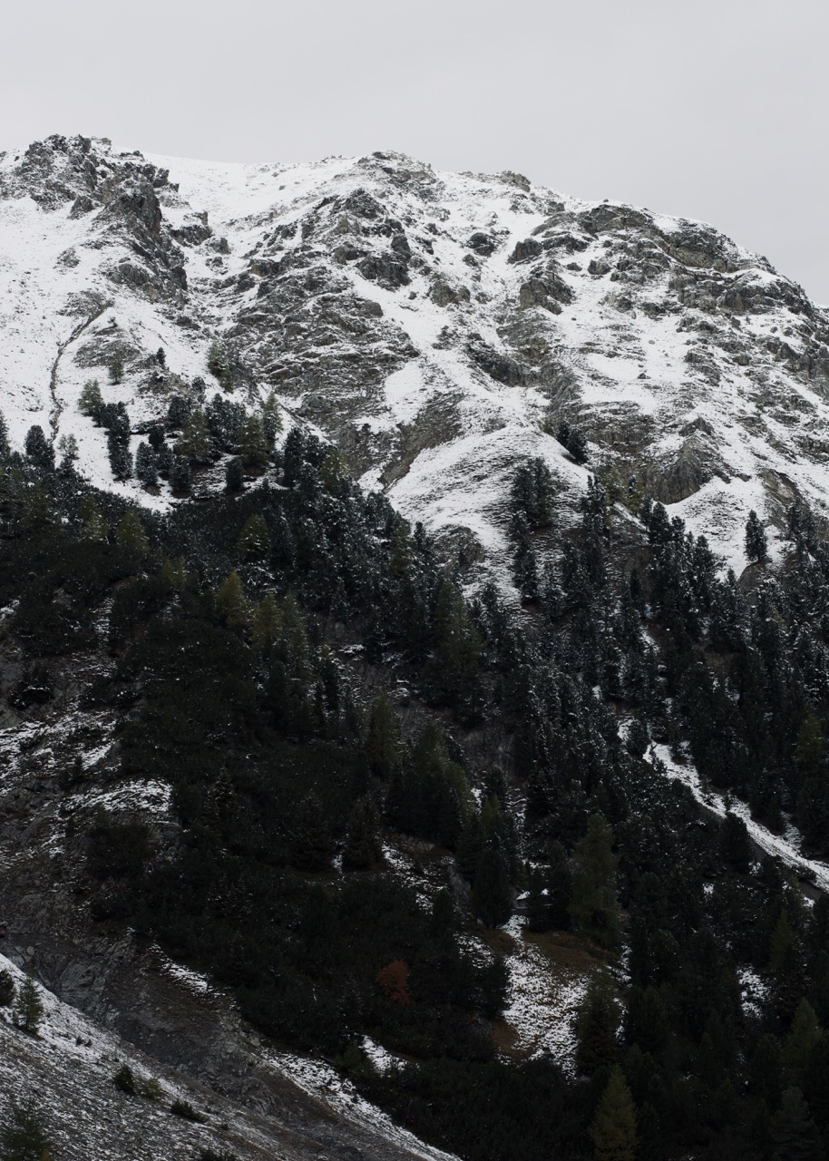 Alpine forests, Dolomites, 2024, digital photography