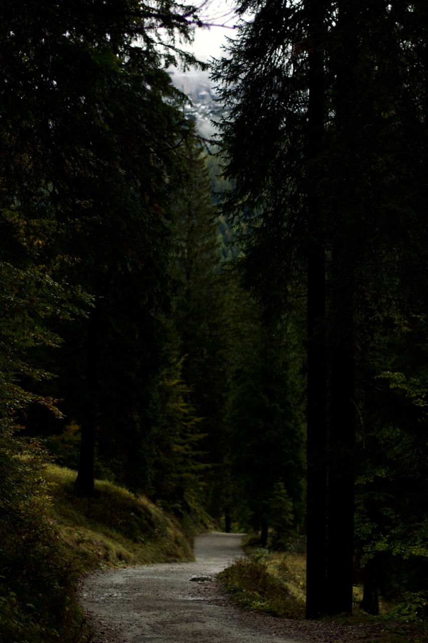 Wooded trail in the forest, Dolomites, digital photography, 2024