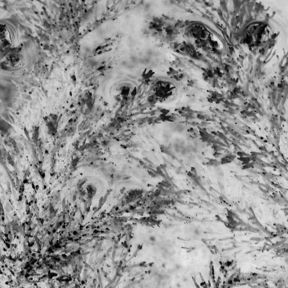 abstract digital media photograph, black and white, arbang, spazzju kreattiv, malta