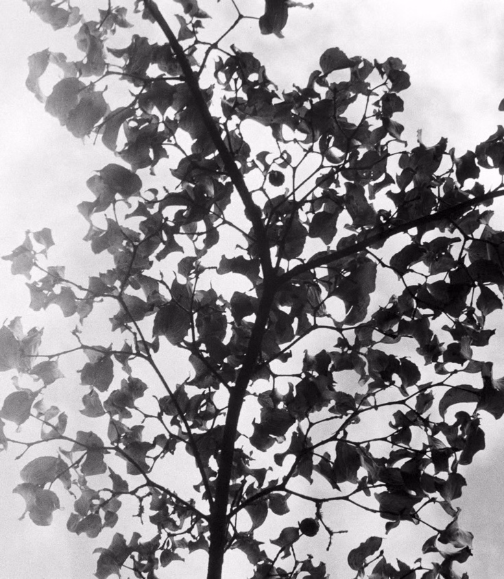 Tree silhouette and contrast, black and white, public park, London, UK