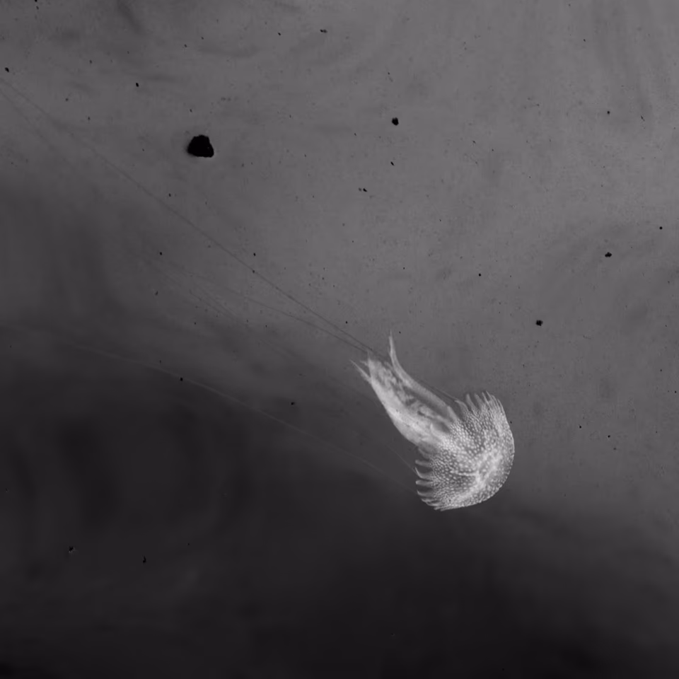 abstract digital media photograph, black and white, arbang, spazzju kreattiv, malta