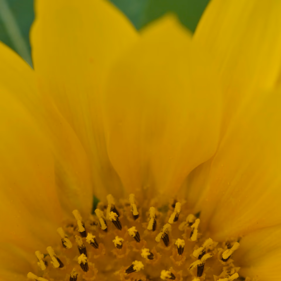 Macro detail of sunflower centre, stamens and yellow petals, Malta 2025