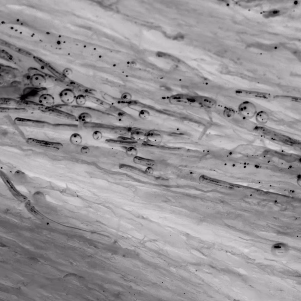 abstract digital media photograph, black and white, arbang, spazzju kreattiv, malta