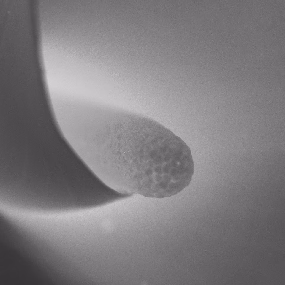 abstract digital media photograph, black and white, arbang, spazzju kreattiv, malta