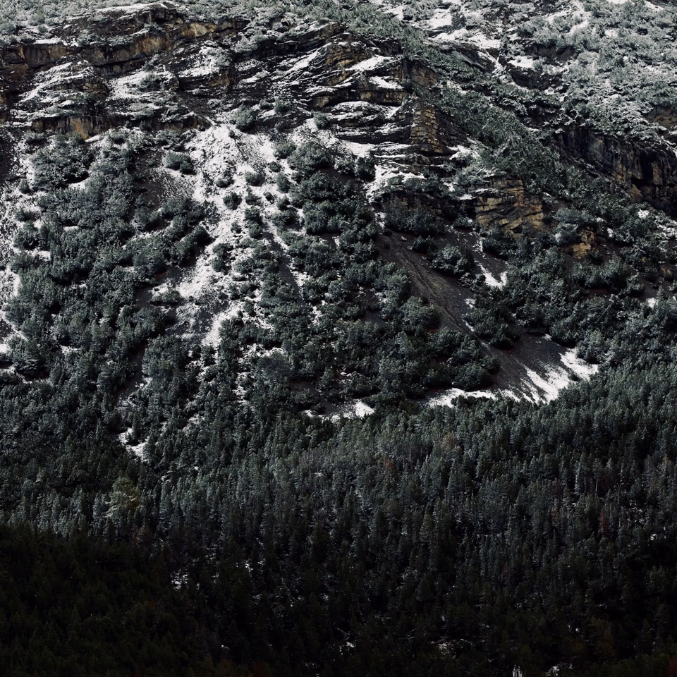 Alpine forests, Dolomites, 2024, digital photography
