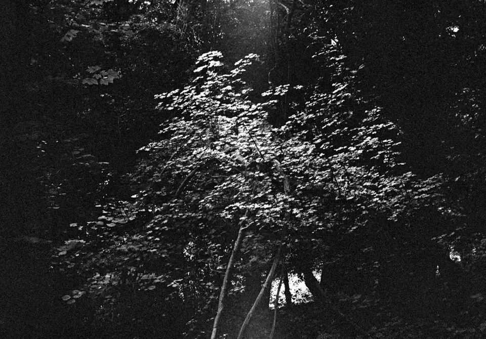 Tree shot in contrapposto, black and white, public park, London, UK