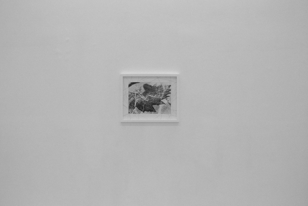 Multiple exposures of leaves, with overlying thread as interference from photographic digital media, art installation detail, 2017